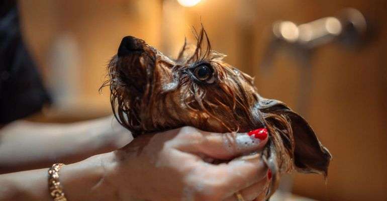 Grounded - Untitled design 33 1 Natural Pet Shampoo