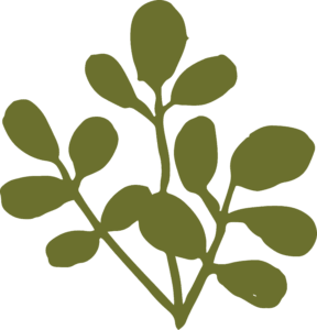 Grounded - Moringa leaves dark green